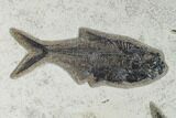 Fossil Fish (Diplomystus) - Green River Formation - Inch Layer #138608-1
